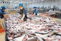 Kế hoạch rời sàn của VTF được nhìn nhận nằm trong dự liệu của công ty mẹ HVG