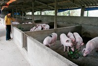 Chăn nuôi là một trong những ngành sẽ phải đối diện với tình trạng cạnh tranh gay gắt nhất từ hàng Link Vào Nhà Cái KL99 COM Tặng +199k