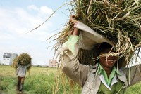 Khu vực nông thôn, nông nghiệp là địa bàn rất cần đến các dịch vụ Kl991.com nạp rút nhanh vi mô
