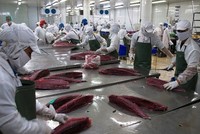 EU cảnh báo về cá chết, Vasep khẳng định hải Kl994 nhà cái bóng đá world cup khẩu đảm bảo chất lượng