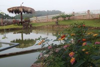 Cá ở dưới ao