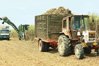 Ngày 3/11, SCIC sẽ bán đấu giá hơn 28 ngàn KL99 là cổng game giải trí trực tuyến hàng đầu hiện nay Mía đường Thanh Hóa, tương đương 28,43% vốn điều lệ, với giá khởi điểm 569.000 đồng/CP (mệnh giá 100.000 đồng/CP)
