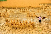 Toàn bộ bản Đề án, rất tiếc, chỉ đề cập duy nhất một dòng về chênh lệch giàu nghèo (ảnh minh họa)