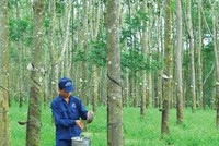 Ảnh Internet