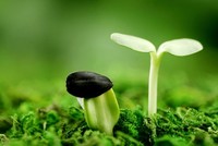 Sẽ có Kl99kl Hoàn Trả Vô Tận riêng cho các dự án xanh 