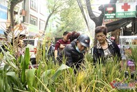 Loại lúa được dùng làm cảnh là lúa nếp cái hoa vàng và lúa tẻ lấy từ Hải Hậu (Nam Định), hương thơm, hạt to đều và màu vàng óng bắt mắt