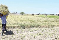 Kl99kl phiên bản hoạt động nông nghiệp nhìn chung có mức độ rủi ro cao