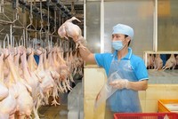 Koyu & Unitek (Đồng Nai) chuẩn bị xuất khẩu thịt gà sang Nhật Bản