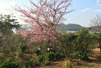 Vườn Anh Đào của Công ty cổ phần Hoa Anh Đào Trần Lệ trên Đảo Đào Hoa, Mường Phăng, Điện Biên