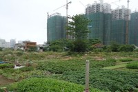 Ảnh Internet