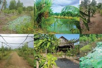 Chuyển vườn