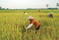 Tái triển khai Kl99kl phiên bản hoạt động nông nghiệp: Chờ… nghiên cứu thêm