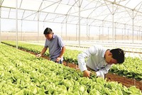 Hà Nội đinh hướng 100% các Kl991.com World Cup 2026 Chính Thức tham gia chuỗi Kl994 nhà cái bóng đá world cup cung ứng nông sản, thực phẩm an toàn