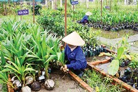 Ảnh Internet