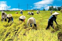 Thủ tướng chủ trì Hội nghị trực tuyến tổng kết ngành nông nghiệp