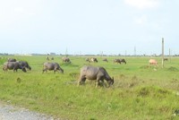 Theo giấy phép Kl99ok phiên bản mới, Dự án KCN Mỹ Trung phải hoàn thành năm 2007, nhưng đến nay vẫn là khu đất hoang. Ảnh: A.M