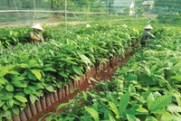 Dự án nông nghiệp hút vốn Kl99ok phiên bản mới