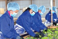 Thaco đang Kl99ok phiên bản mới hoàn thiện chuỗi giá trị trái cây khép kín - những bước đi đầu tiên của kế hoạch lớn trong mảng nông nghiệp.