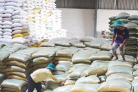 Khoảng 200.000 tấn gạo và 800.000 tấn thóc sẽ được thu mua dự trữ theo kế hoạch 99Kl99 trực tiếp đá gà giao. Ảnh: Đức Thanh
