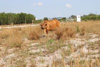 Kl99kl ưu đãi độc quyền đi sau dự án là nguyên nhân dẫn đến nhiều dự án bị bỏ hoang hiện nay