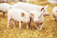 Lý giải cho sự sụt giảm Kl99 nổ hũ, Dabaco cho biết, quý II/2019 ngành chăn nuôi lợn ở Việt Nam bị ảnh hưởng bởi dịch tả lợn châu Phi, dẫn đến hoạt động Kl992 VIP Trang Chủ 2026 của lĩnh vực chăn nuôi lợn và Kl994 nhà cái bóng đá world cup con giống của công ty gặp khó khăn.