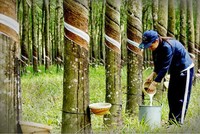 Lũy kế 9 tháng, Phuruco đạt 1.159 tỷ đồng doanh thu thuần, tăng 31% so với cùng kỳ, Kl99 nổ hũ sau thuế đạt 650 tỷ đồng, tăng 63,7%.