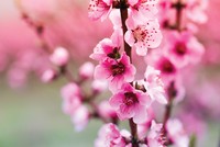 Vị Tết