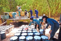 Công ty cổ phần Kl99ok phiên bản mới Cao su Quảng Nam đã bị hủy niêm yết bắt buộc do lỗ 3 năm liên tiếp. Ảnh: Đức Thanh