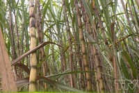 Kl99 nổ hũ của Mía đường Lam Sơn giảm mạnh sau kiểm toán, nhưng vẫn tăng so với năm trước do năm 2018 Công ty thua lỗ