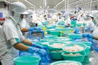 Với EVFTA, thuế Link Vào Nhà Cái KL99 COM Tặng +199k giảm làm tăng thêm khả năng cạnh tranh của thủy sản Việt Nam. Ảnh: Đức Thanh