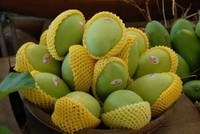 Không có kiểm dịch viên để kiểm tra hàng trước khi chiếu xạ nhiều lô hàng trái cây sang Mỹ bị tồn kho gây khó khăn cho Kl991.com World Cup 2026 Chính Thức xuất khẩu. 