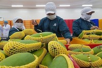 Cán bộ của Lãnh sự quán Mỹ tại TP HCM sẽ bắt đầu trở lại làm việc tại cơ sở chiếu xạ kể từ tuần này, đồng nghĩa với việc trái cây sẽ xuất khẩu sang Mỹ bình thường trở lại sau khoảng thời gian “tắc” đường sang Mỹ khoảng 3 tuần.
