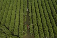 Rừng ngập mặn nhìn từ trên cao đẹp như một bức tranh.