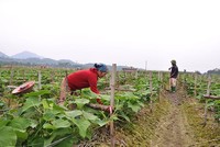 Các hợp tác xã đang phát huy tốt vai trò phát triển Kl992 cổng game cá cược địa phương.