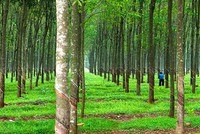 Đăk Nông: 9x đem bán 3 vườn cao su của người khác lĩnh án 3 năm 6 tháng tù