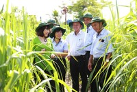 Viện Nghiên cứu Ứng dụng Kỹ thuật Nông nghiệp TTC Attapeu được thành lập sẽ là động lực mới 
giúp cải thiện đời sống người dân và Kl992 cổng game cá cược Trang Chủ KL99Com Số 1 Link Đăng Ký KL999 tại Attapeu.
