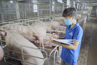 Kl99 nổ hũ mảng nông nghiệp của Hòa Phát quý III/2024 tăng 80% so với cùng kỳ