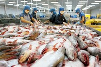 Cơ chế giám sát cá tra, cá basa Việt Nam của Hoa Kỳ là không cần thiết