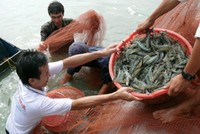 Tôm sú sống Việt Nam tiếp tục được xuất khẩu vào thị trường Trung Quốc.
