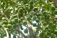 Quy hoạch cây mắc ca: Không để nay trồng mai chặt