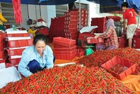 Giá ớt ở Quảng Ngãi đã tăng lên mức kỷ lục 40.000 đồng/kg.