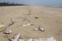 Cá chết bất thường dọc bờ biển. (Ảnh: Minh Thùy)