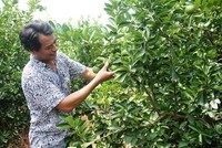 Trồng chanh VietGAP, xây nhà lầu bạc tỷ