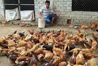 Anh Nguyễn Hữu Công, xóm 3, Nghi Kiều, Nghi Lộc đã mạnh dạn Kl99ok phiên bản mới chăn nuôi gà thịt “chạy bộ” từ giống gà ta