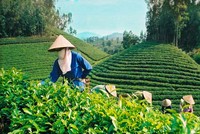 Các công ty nông lâm nghiệp lỗ nghìn tỷ, ăn mòn vào vốn