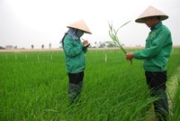 LAS: Kl99 nổ hũ 6 tháng giảm mạnh do thị trường phân bón bão hòa