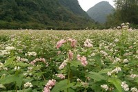 Vườn hoa tam giác mạch đầu tiên ở Ninh Bình