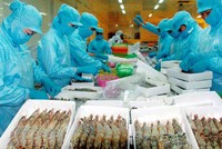 Xuất khẩu tôm “điêu đứng” vì lệnh cấm Link Vào Nhà Cái KL99 COM Tặng +199k của Úc
