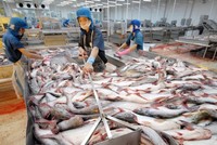Nợ phải trả của Hùng Vương tính tới cuối quý III năm Kl991.com nạp rút nhanh đạt hơn 12.700 tỷ đồng, gấp 4 lần chủ sở hữu. 