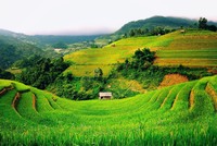 Ảnh Internet